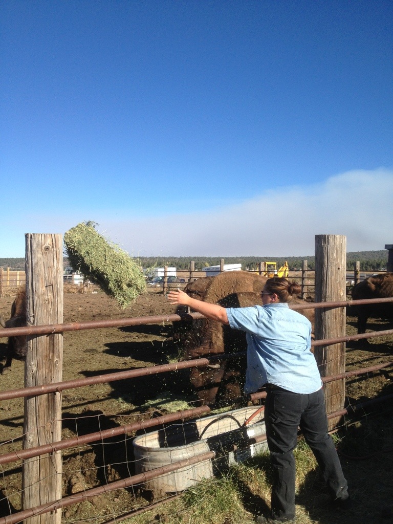 Flagstaff to Mormon Lake:  Back on the trail!