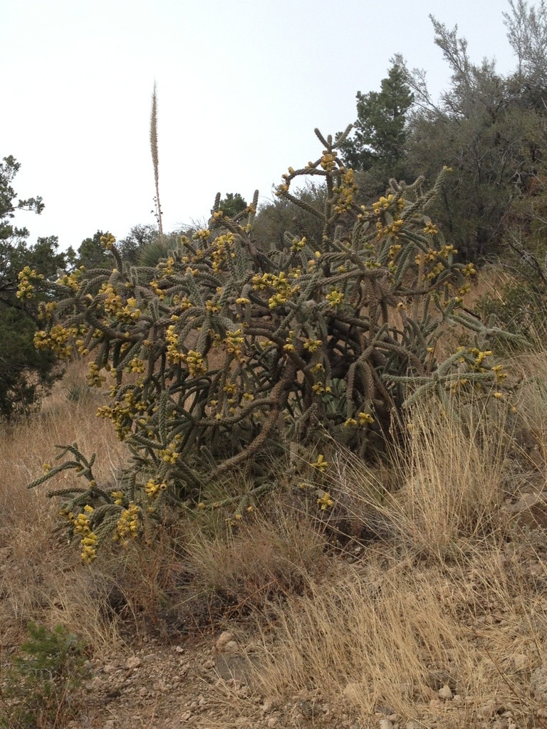 Roosevelt Lake to Roger’s Trough